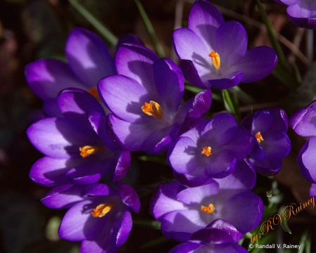 My Woods Crocus w 7 blooms