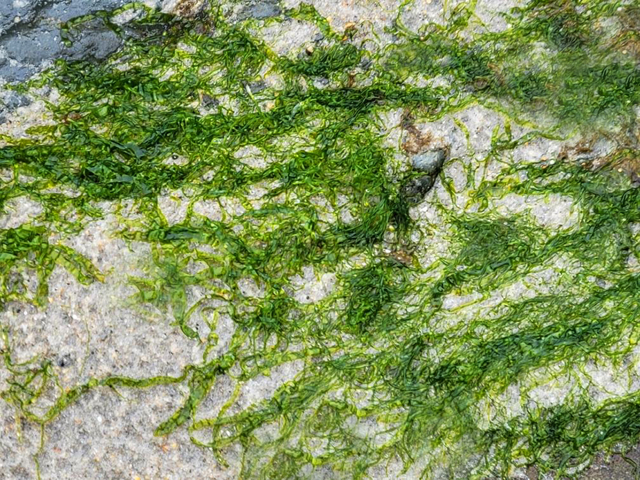 Tidepool Seaweed