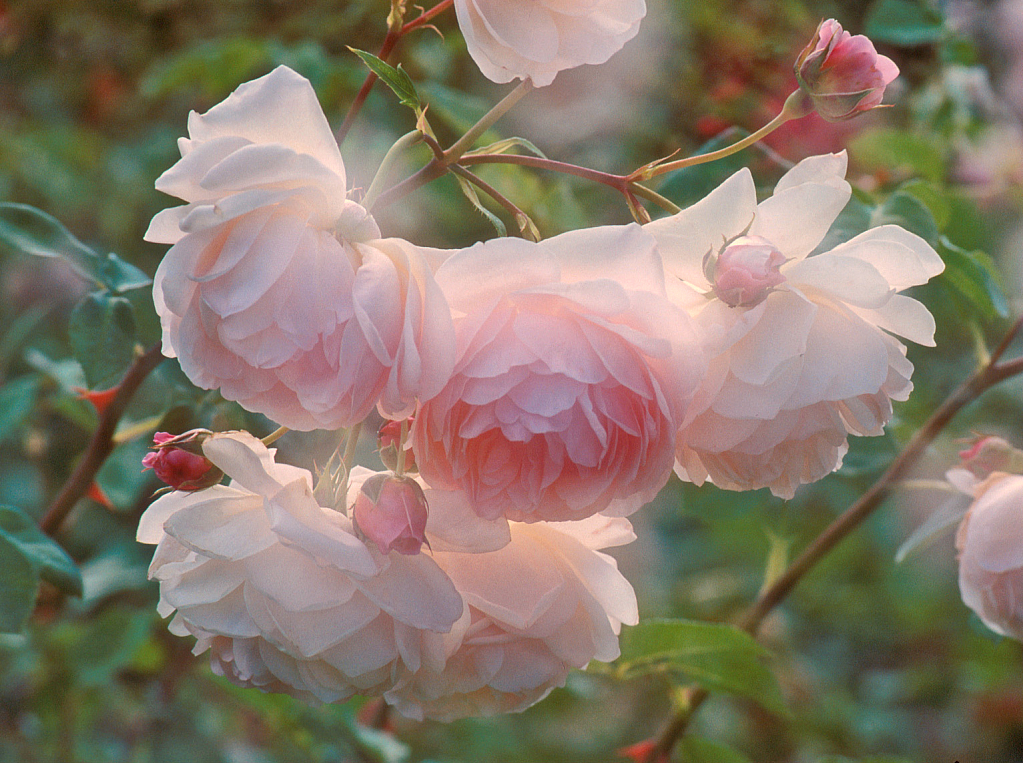 Pink Ruffles