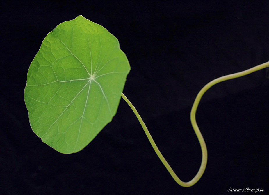 Nasturtium Leaf