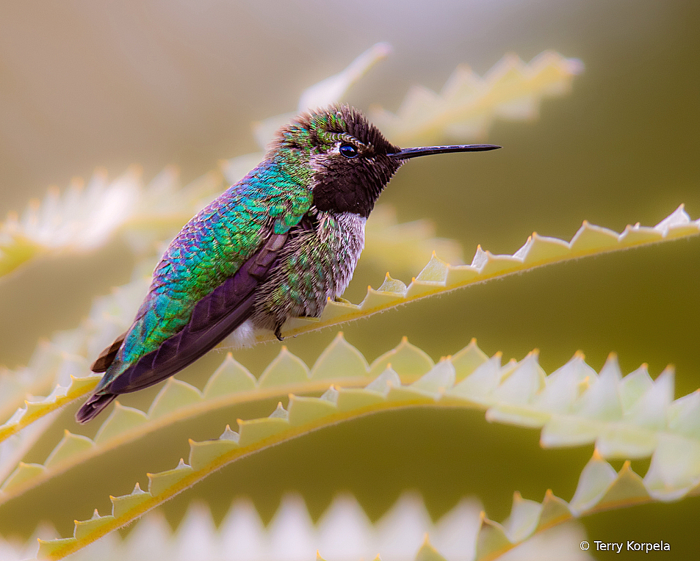 Anna's Hummingbird - ID: 16109936 © Terry Korpela