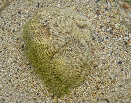 Grumpy Face Coral