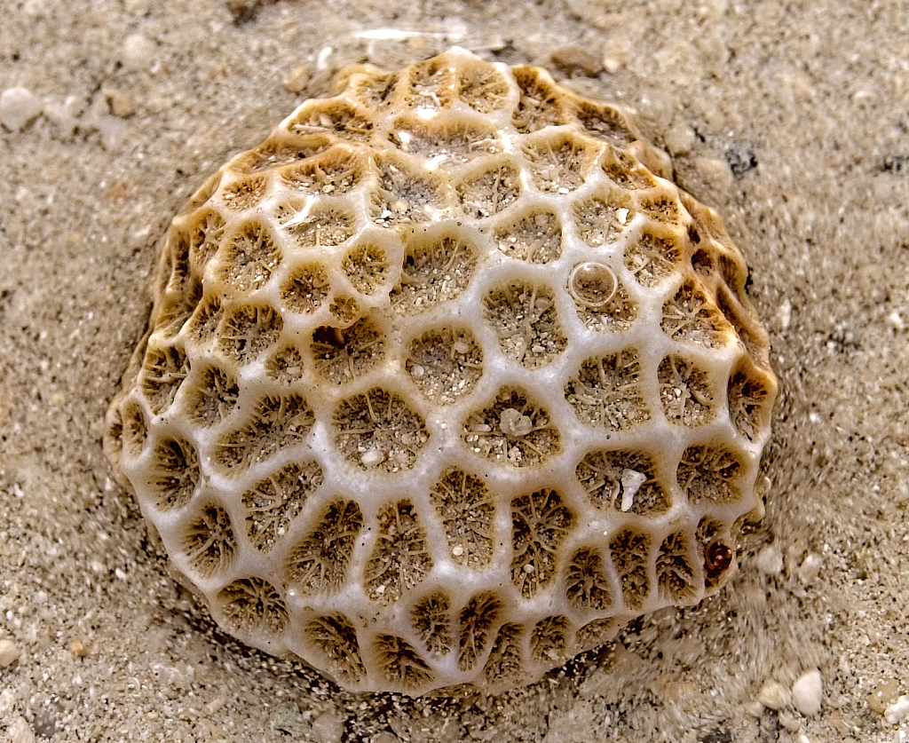 Flower Coral