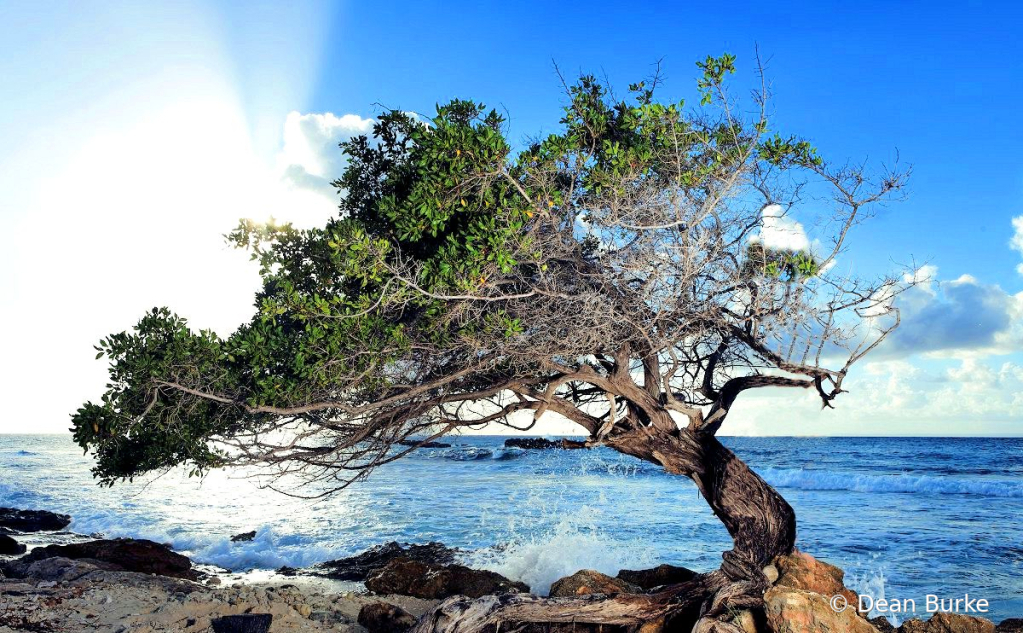 The Old Tree By The Water