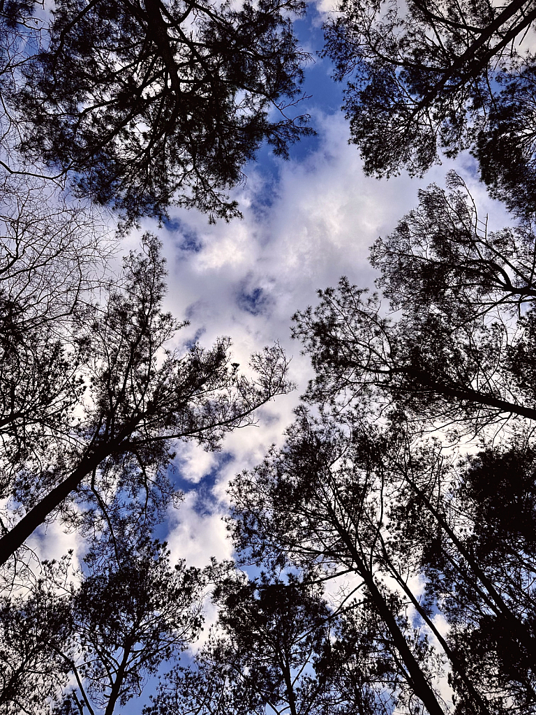 Looking up, breathtaking  - ID: 16109929 © Elizabeth A. Marker