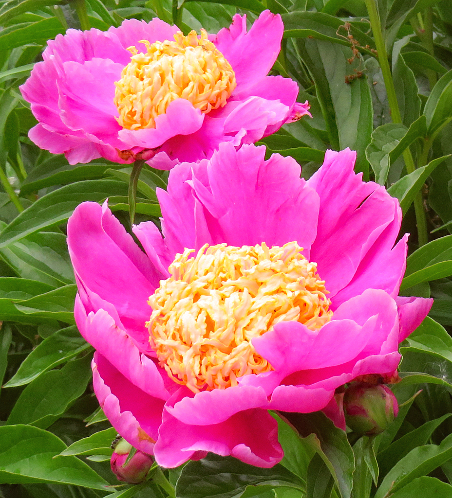 Peonies