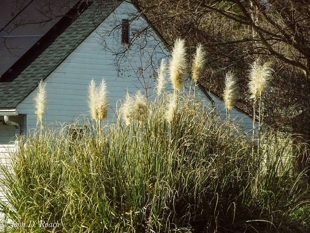 The Grasses in early Spring