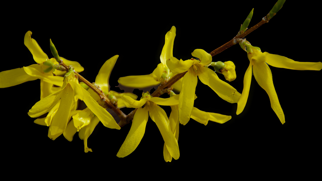 Spring Forsythia