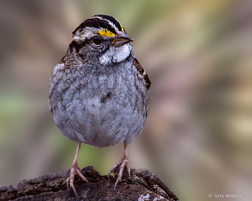 Savannah Sparrow - ID: 16110153 © Terry Korpela