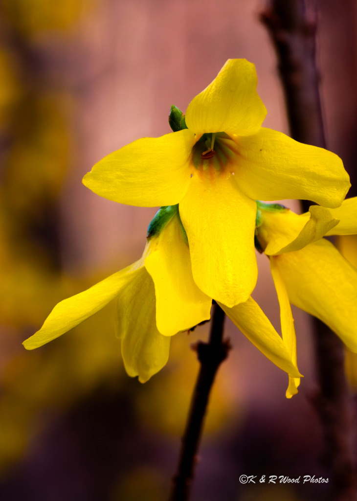 Forsythia in bloom