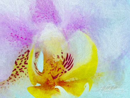 Orchid Reverie
