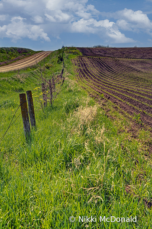 Road, Fence, Field - Spring in the Country
