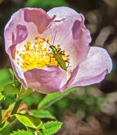 Wild Rose and Visitor.