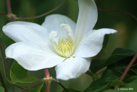 MOON VINE BALLET