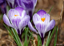 April 2024 Photo Contest 2nd Place Prize Winner
