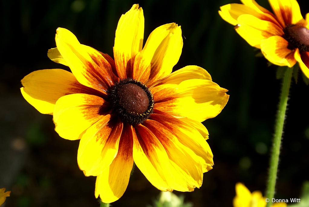 GLORIOSA