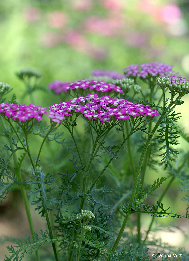 PINK YARROW