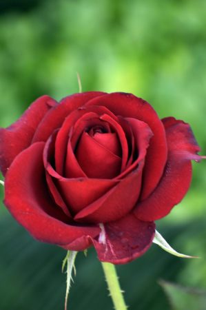 A RED ROSE