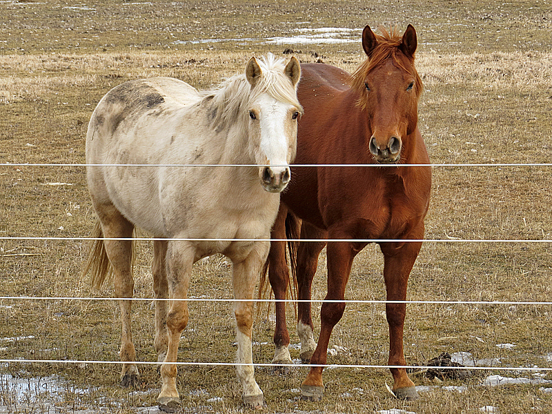 A Pair of Horses