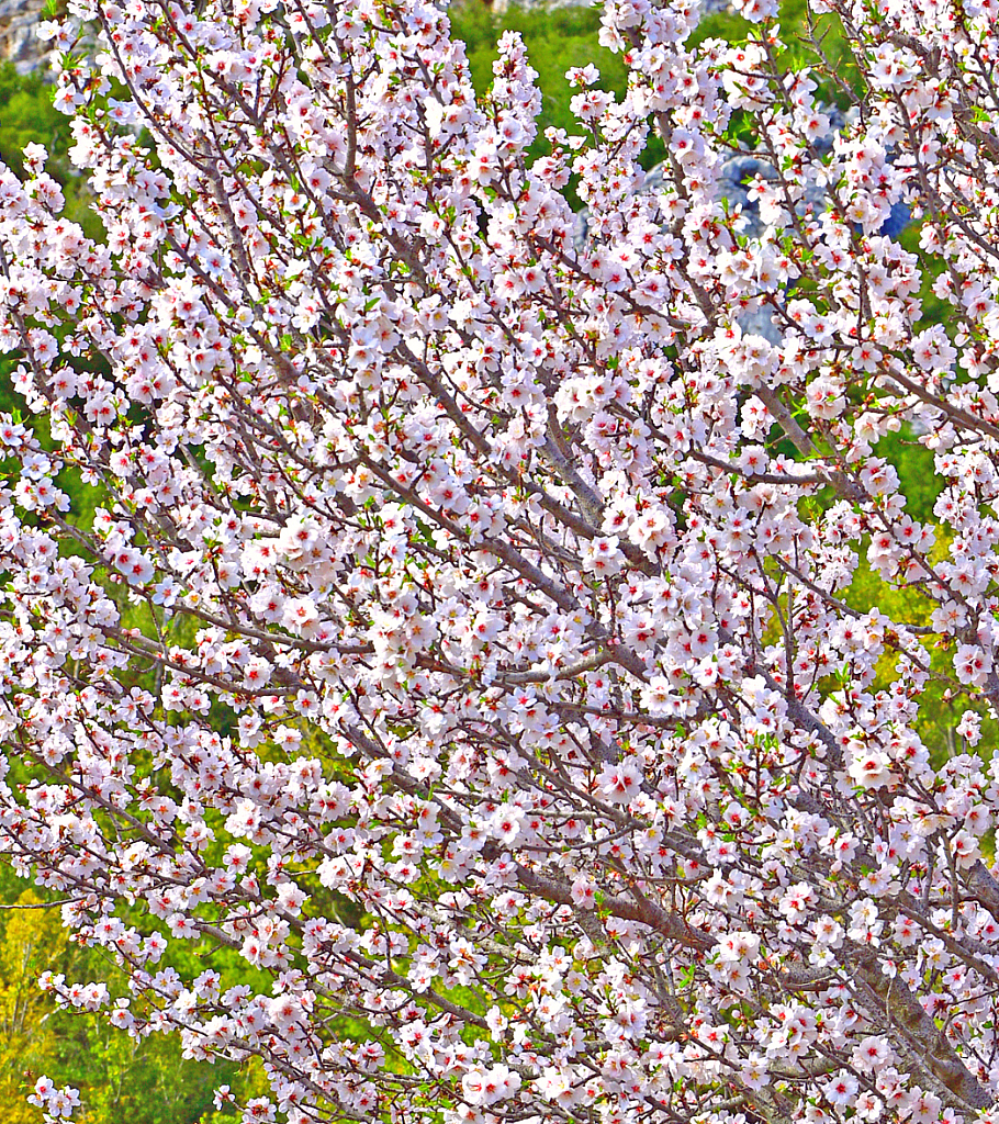 Early Spring Blooming.