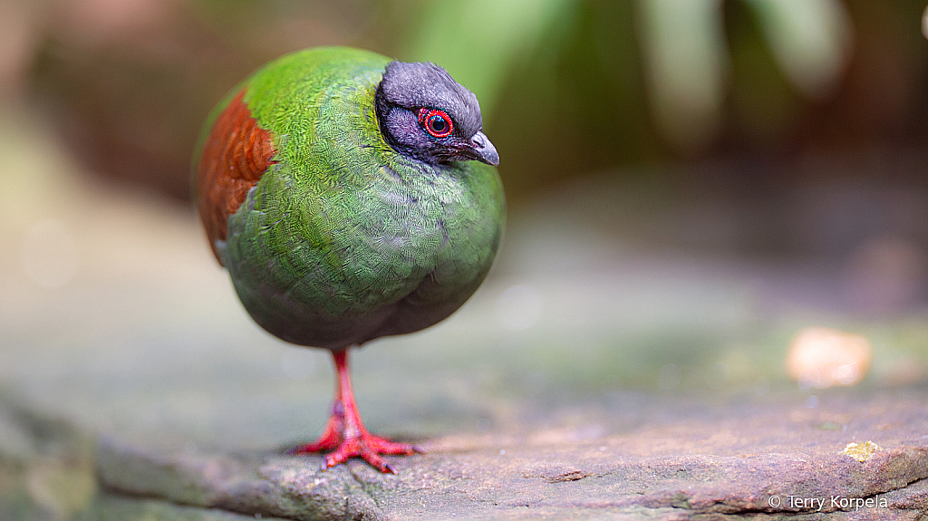 Crested Wood Partridge (female) - ID: 16110385 © Terry Korpela