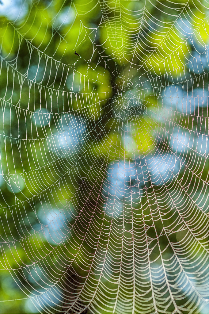 Through the spider web