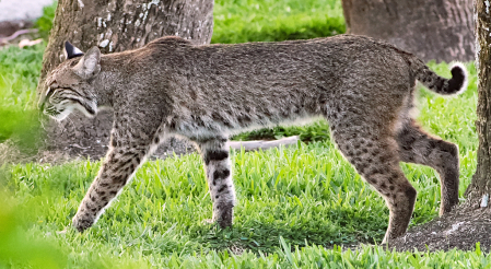 A Male Bobcat