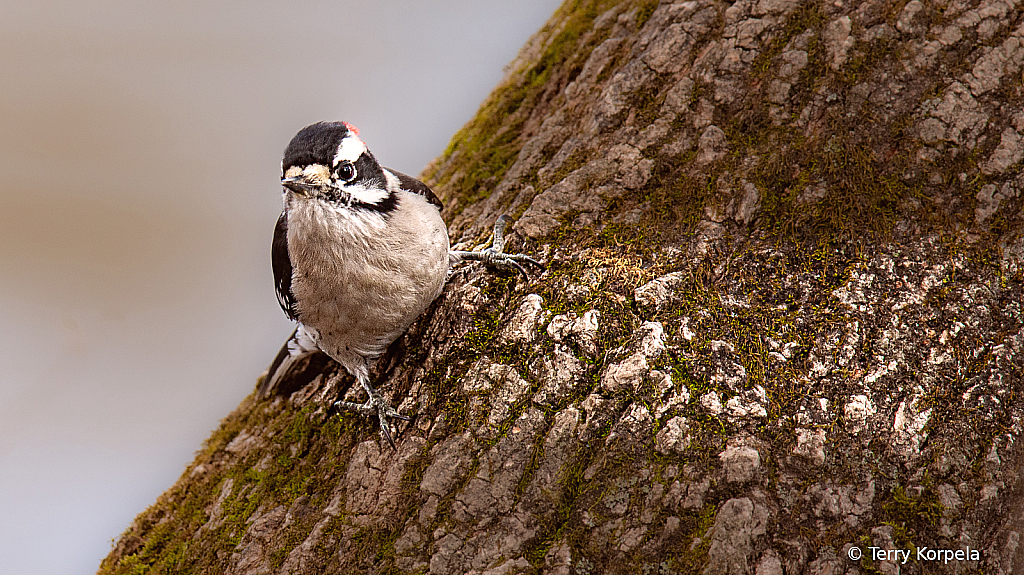 Downy Woodpecker (male) - ID: 16110487 © Terry Korpela