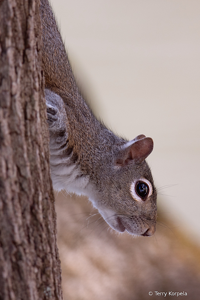Squirrel at Sycamore Shoals - ID: 16110488 © Terry Korpela