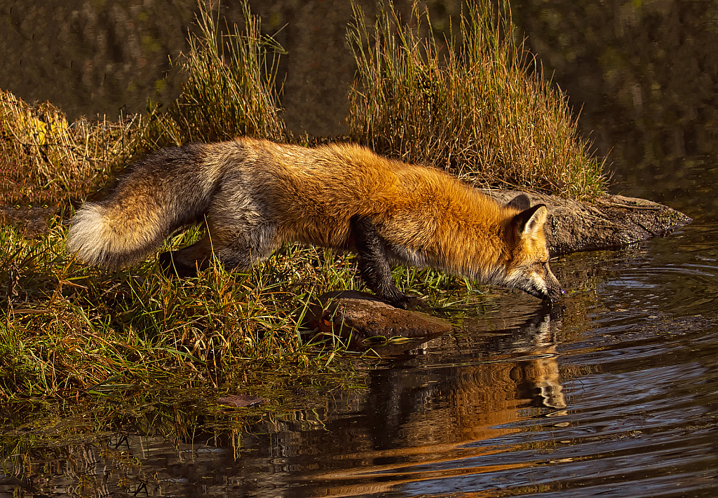 Fox Reflection