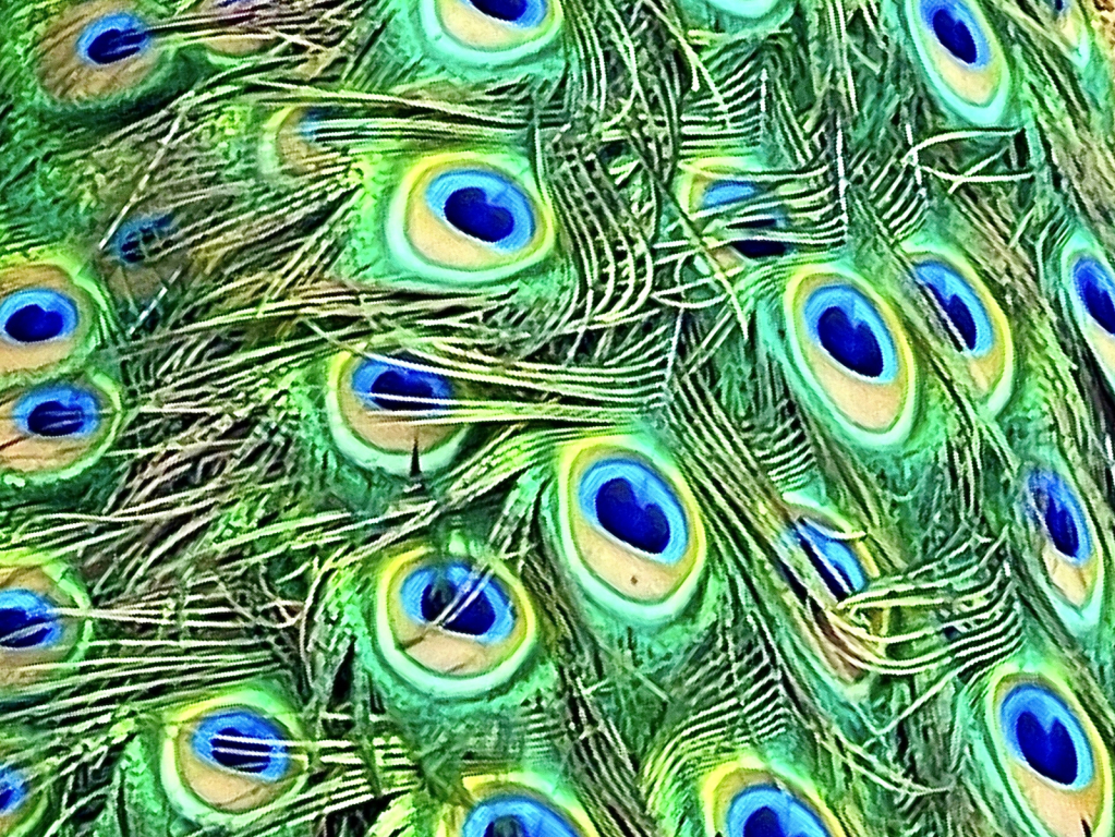 The Many Eyes Of The Peacock.