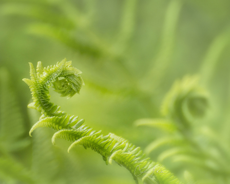 Fiddlehead