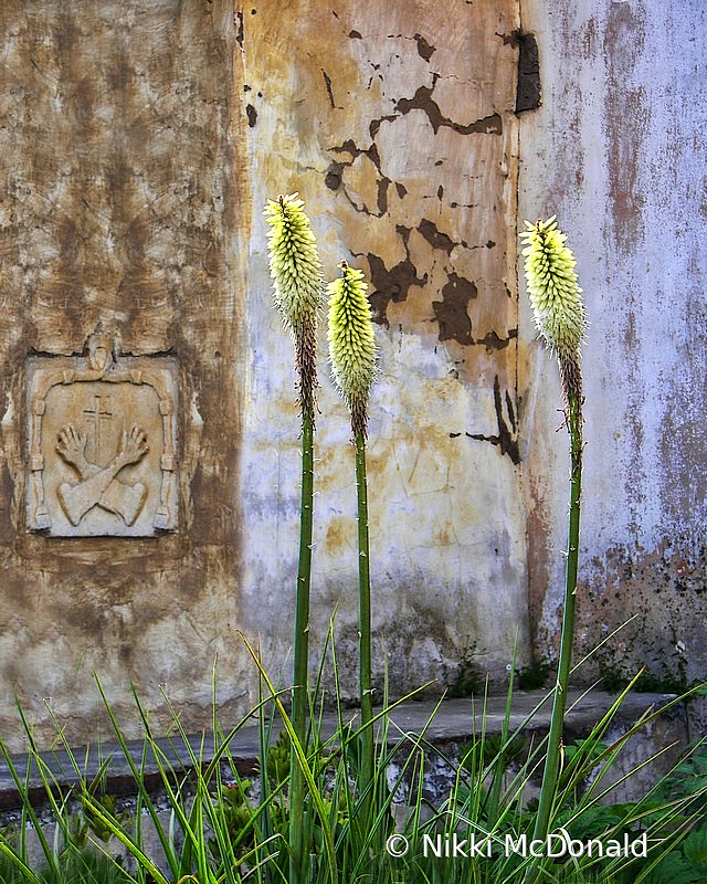 Torch Lilies