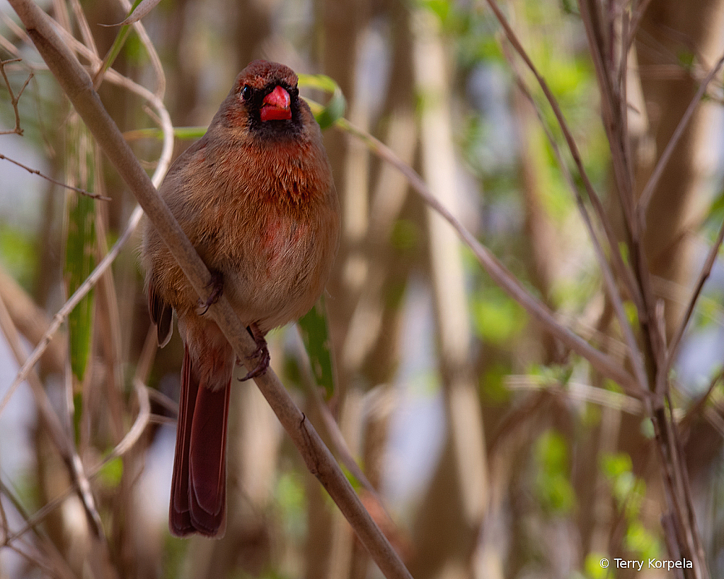 Northern Cardinal (Female) - ID: 16110563 © Terry Korpela