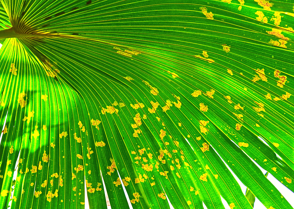 Fern in the Window