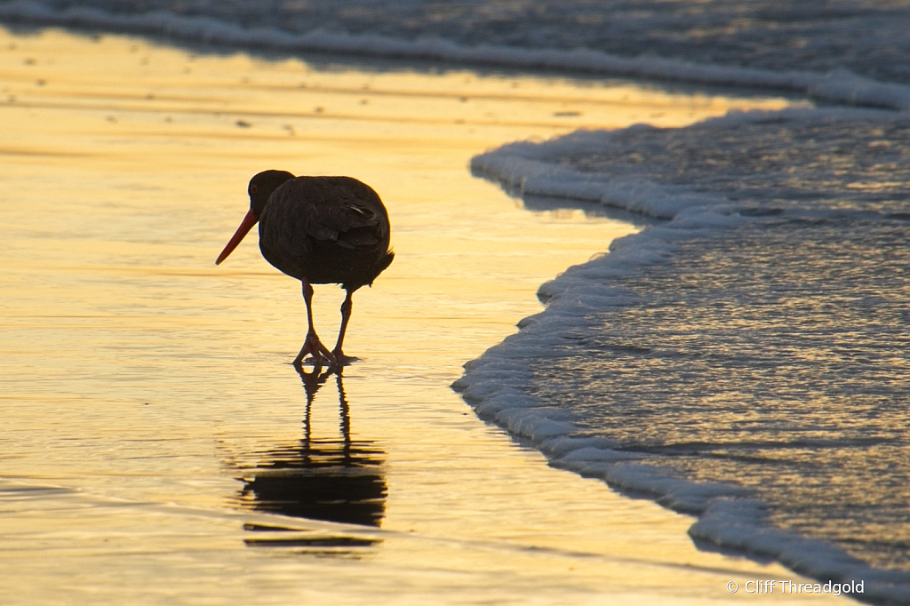 Oyster Catcher, Dunedin