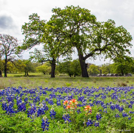 Bluebonnets with Paintbrush