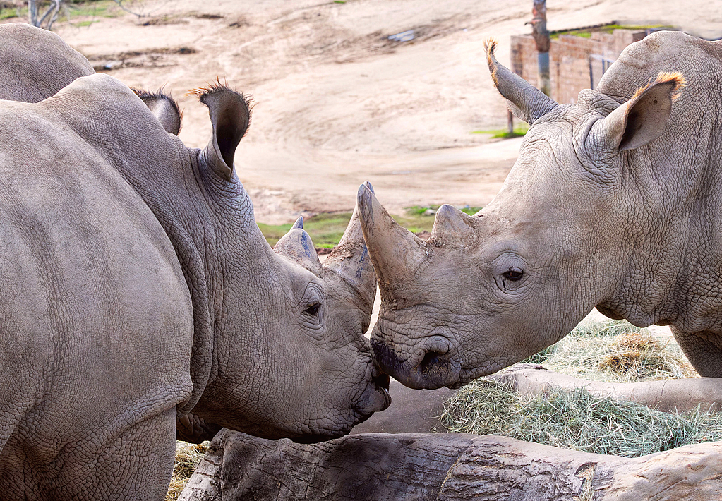 Kissing Rhinos