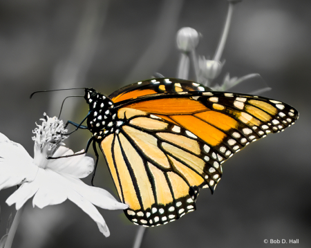 Closeup Monarch