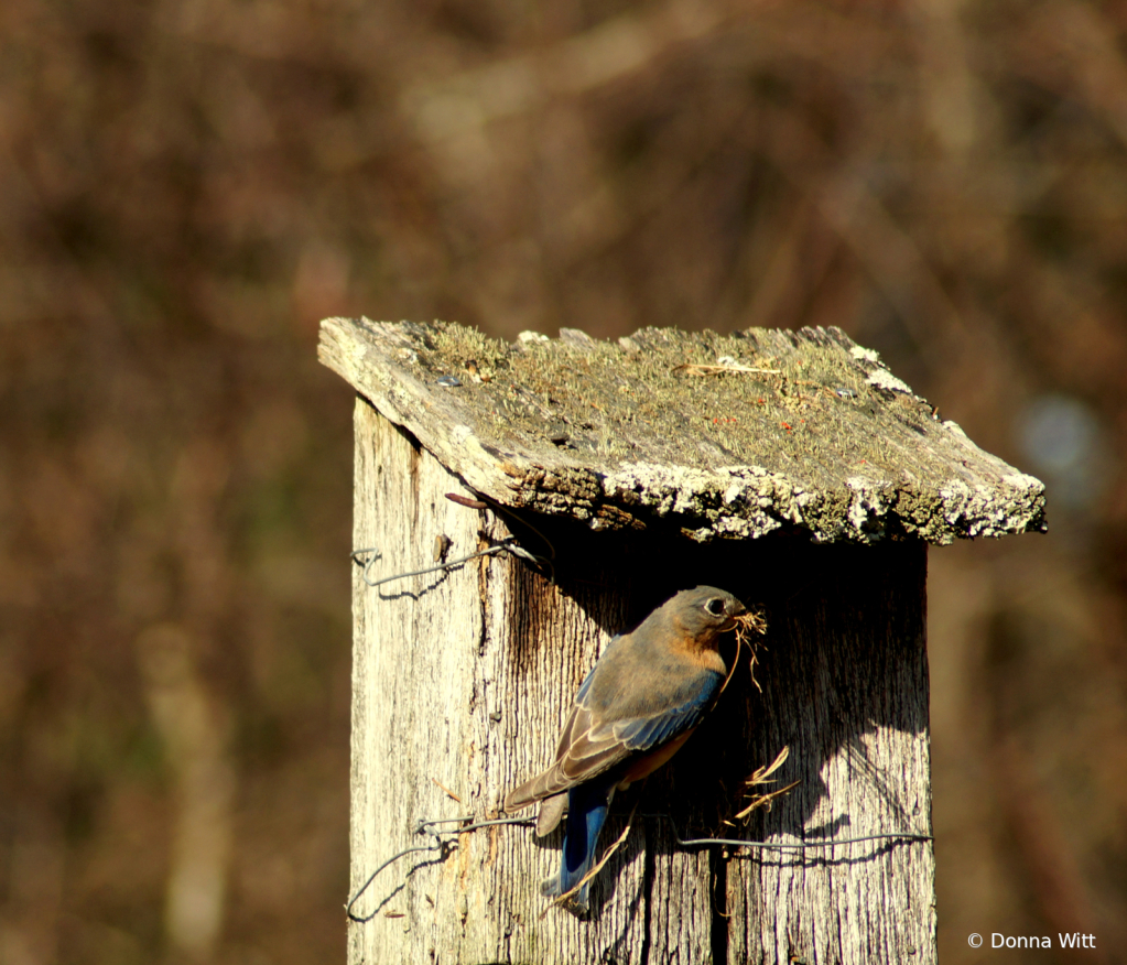 FEMALE BLUEBIRD