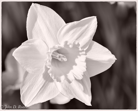 Daffodil in Monochrome