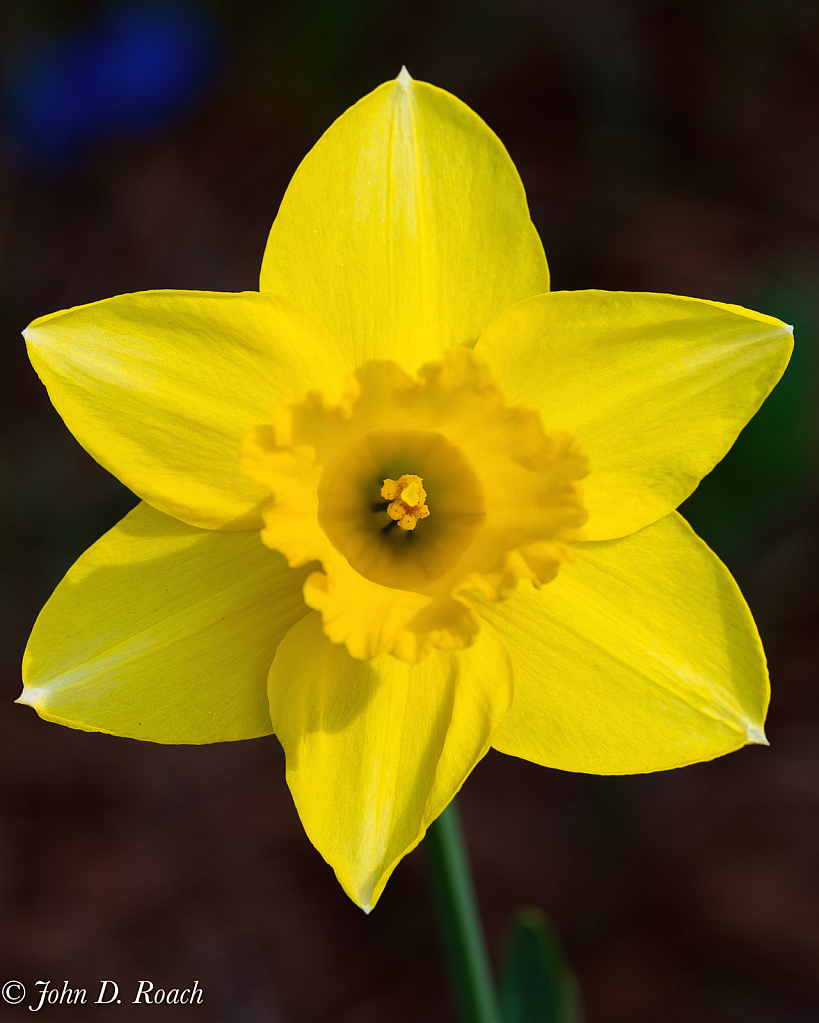 Spring Daffodil - ID: 16110762 © John D. Roach