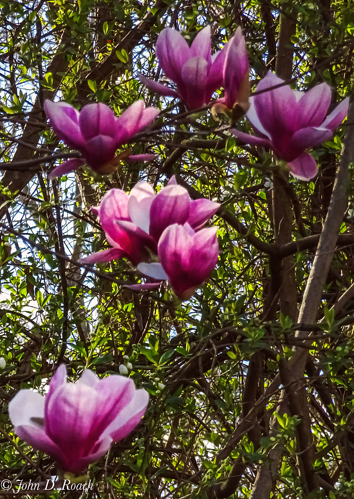 Backlit Tulip Magnolias