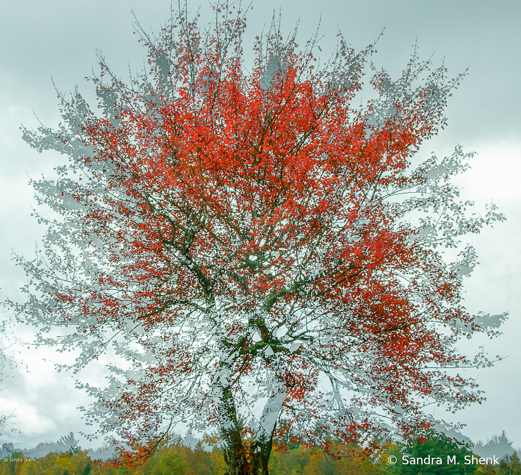 Tree in Transition - ID: 16110847 © Sandra M. Shenk