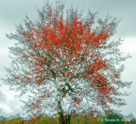 Tree in Transition