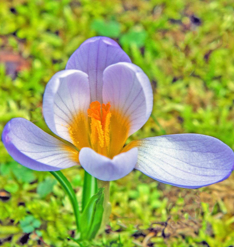 Spring Crocus.