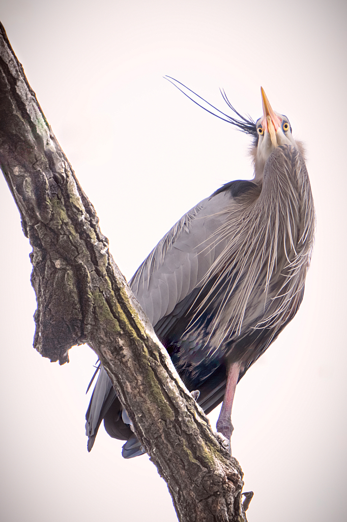 Staring at the Great Blue Heron