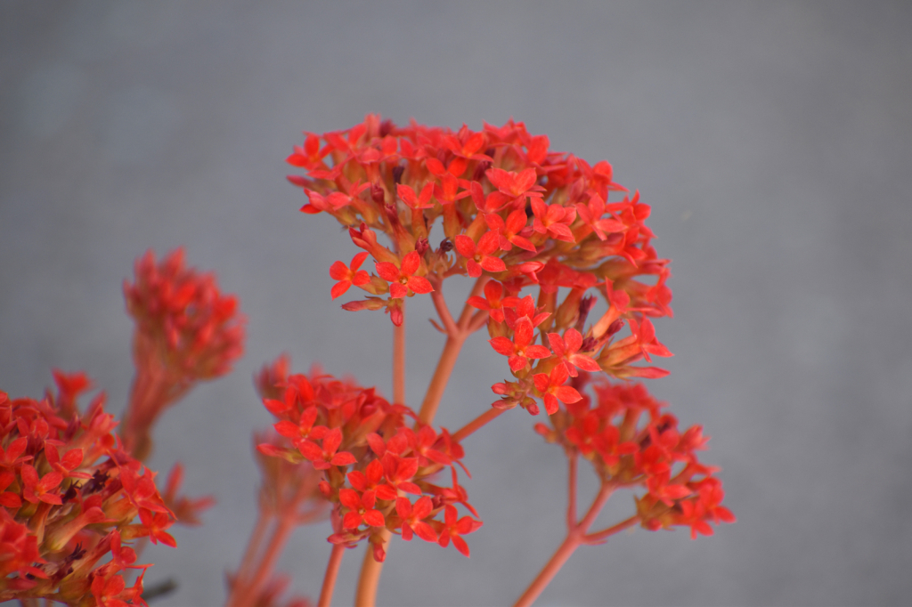DELICATE FLOWERS
