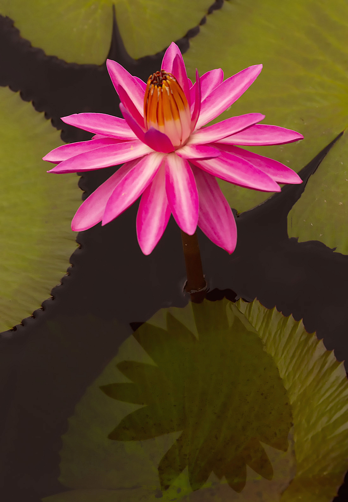 Candy Striped Waterlily