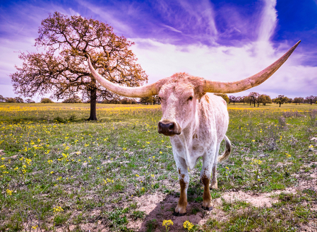 Spring in Texas